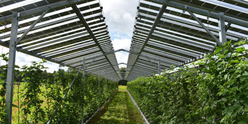 Neueste Unternehmensnachrichten über Kleinschwere Solarenergie ist gut für die Umwelt, aber Agrivoltaics könnte besser sein